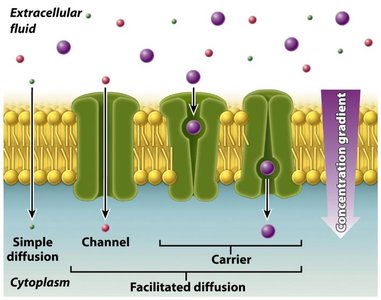 Simple diffusion, channel, and carrier facilitated diffusion