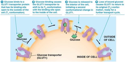 GLUT1 carrier protein transport cycle