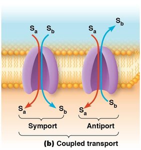 Symport and antiport coupled transport