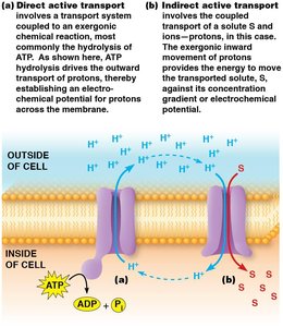 Direct and indirect active transport mechanisms