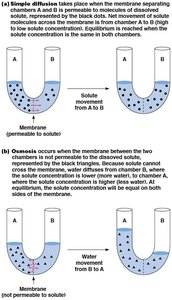 Simple diffusion and osmosis across membranes