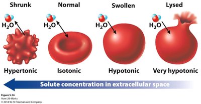 Effects of osmosis on red blood cells