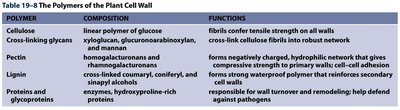 Table of plant cell wall polymers, their composition, and functions