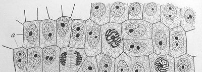 Onion root tip cells in different phases of the cell cycle