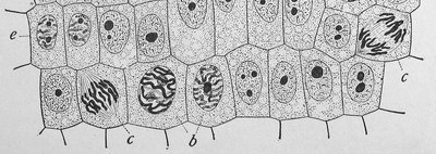 Onion root tip cells in different phases of the cell cycle (continued)