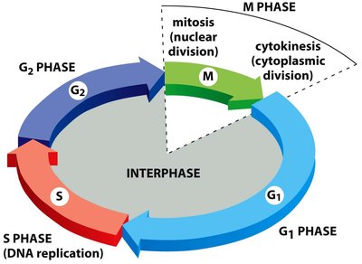 The four phases of the cell cycle