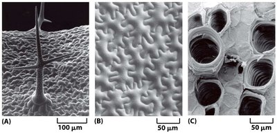 Electron micrographs of specialized plant cell walls