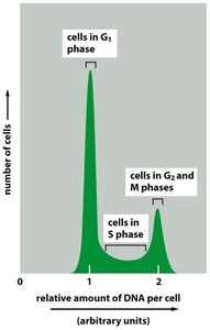 Flow cytometry analysis of DNA content