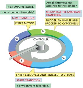 Diagram of cell cycle control system and checkpoints