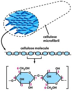 Diagram of cellulose microfibril and glucose structure