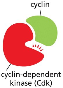 Cyclin and cyclin-dependent kinase (Cdk) interaction