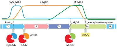 Cyclin-Cdk complexes and their activity during the cell cycle