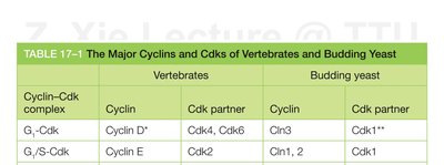 Table of major cyclins and Cdks in vertebrates and yeast