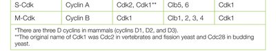 Table of major cyclins and Cdks in vertebrates and yeast (continued)