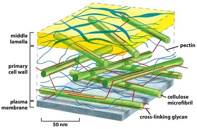 Diagram of the polysaccharide networks in a primary plant cell wall