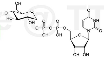 Structure of UDP-glucose, the substrate for cellulose synthase