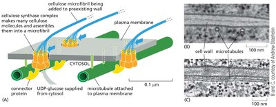 Model of cellulose synthase complex and microtubule guidance