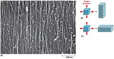 Cellulose microfibril orientation and its effect on cell elongation