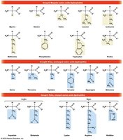 Amino acid classification by side chain properties