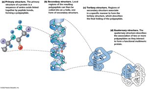 Hierarchy of protein structure