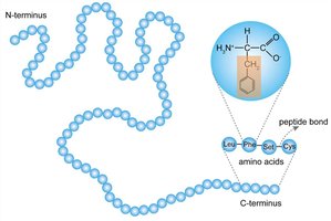 Primary structure of a protein