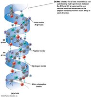 Alpha helix structure