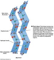 Beta sheet structure