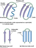 Motifs in secondary structure