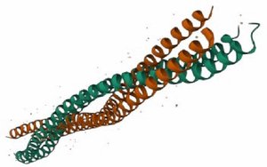 Example of a structural protein (collagen)