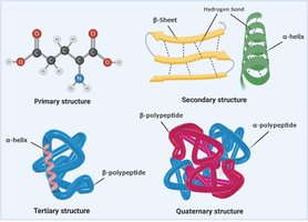 Tertiary structure of a protein