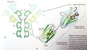 Types of noncovalent interactions in proteins