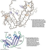 Summary of protein stabilizing interactions