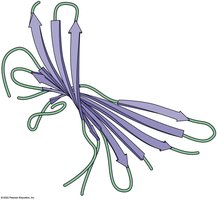 Fibrous protein structure
