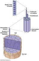 Globular protein structure