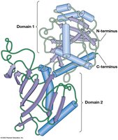 Globular protein example