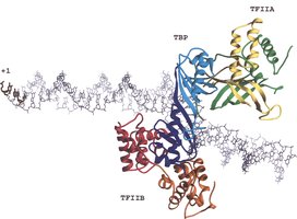 Regulatory protein complex
