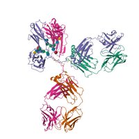 Antibody (defensive protein) structure