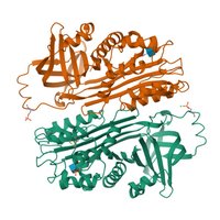 Storage protein structure