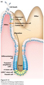 Hematopoietic stem cell differentiation pathways