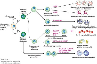 Diagram of intestinal stem cell niche and differentiation