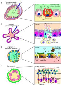 Diagram of trans-differentiation and reprogramming pathways