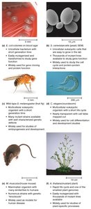Common model organisms in cell biology