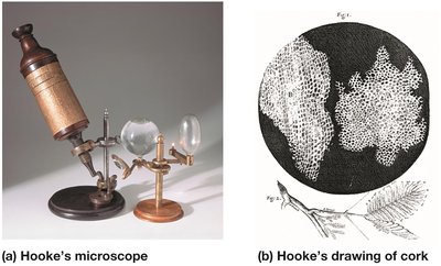 Hooke's microscope and drawing of cork