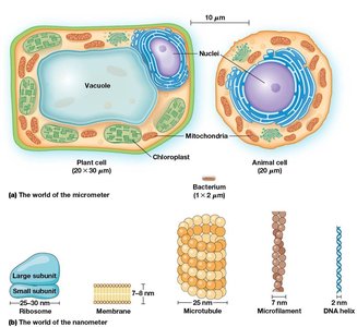 The worlds of the micrometer and nanometer
