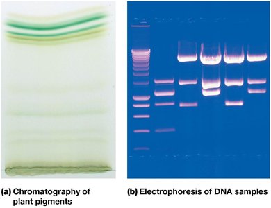 Chromatography and electrophoresis of biological samples