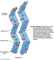 Structure of the beta sheet