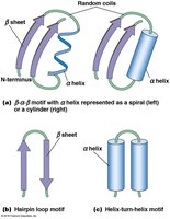 Common secondary structure motifs