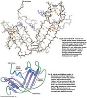 Globular protein structure