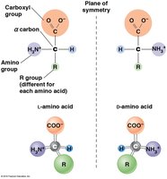 Structure of L- and D-amino acids