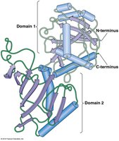 Protein domains in a globular protein
